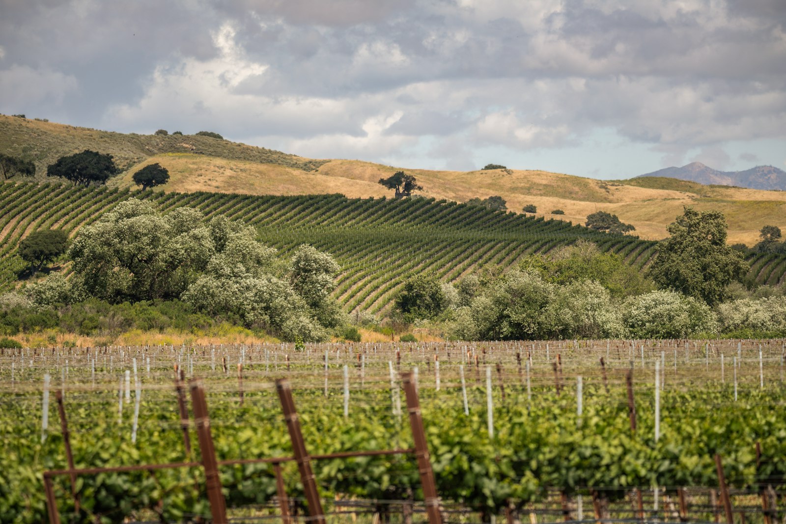 Rolling hills covered in vineyard rows under a cloudy sky, the kind of wine country scenery people love about living in Morgan Hill CA